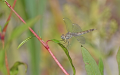 Brachythemis impartita
