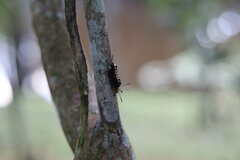 Gymnelia