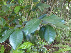 Coccoloba diversifolia