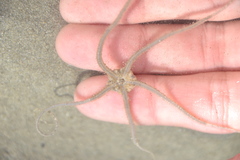 Acrocnida spatulispina