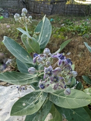 Calotropis gigantea