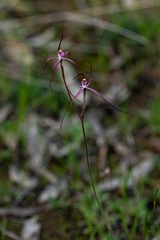 Caladenia footeana