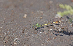 Paragomphus genei