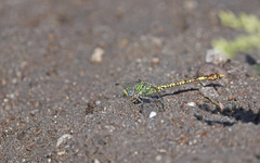 Paragomphus genei