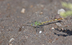 Paragomphus genei