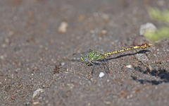 Paragomphus genei