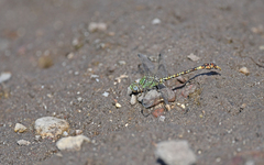 Paragomphus genei
