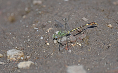 Paragomphus genei