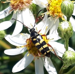 Typocerus sparsus