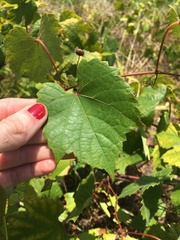 Vitis palmata