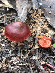 Cortinarius basirubescens