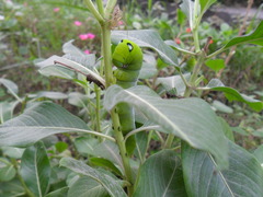 Daphnis nerii