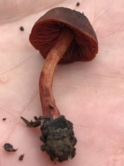 Cortinarius basirubescens