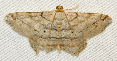 Macaria multilineata