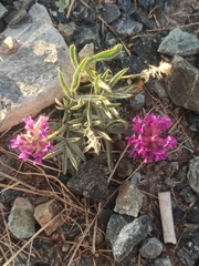 Oxytropis pumila
