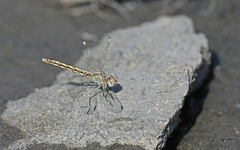 Brachythemis impartita