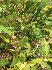 Vitis palmata