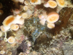 Coscinasterias acutispina