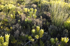 Erica hispidula hispidula