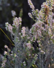 Erica hispidula hispidula
