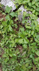 Waldsteinia fragarioides