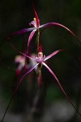 Caladenia footeana