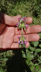 Stachydeae
