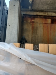 Columba livia domestica