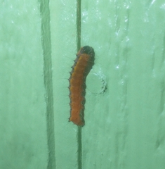 Acronicta thoracica
