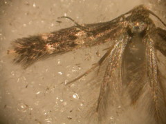 Cosmiotes exactella