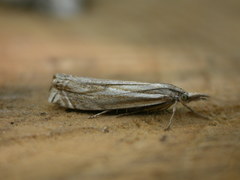 Crambus lathoniellus