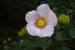 Hibiscus makinoi