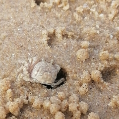 Dotilla wichmanni