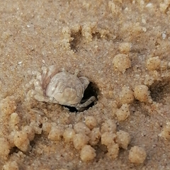Dotilla wichmanni