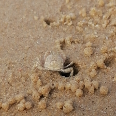 Dotilla wichmanni