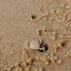 Dotilla wichmanni