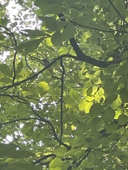 Vireo olivaceus