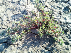 Petrosimonia litwinowii