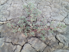 Petrosimonia litwinowii