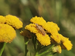 Coleophora tanaceti