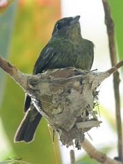 Ceratopipra rubrocapilla