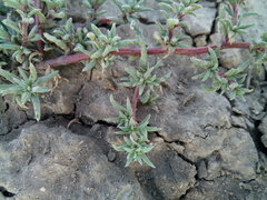 Petrosimonia litwinowii
