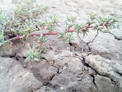 Petrosimonia litwinowii