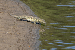 Varanus niloticus