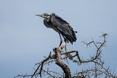 Ardea melanocephala