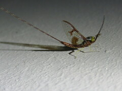 Rhoenanthus coreanus