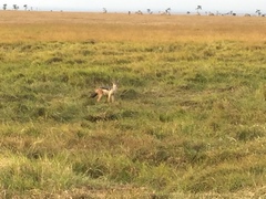 Lupulella mesomelas schmidti