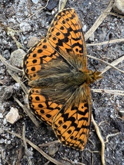 Boloria aquilonaris
