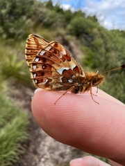 Boloria aquilonaris