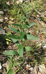 Lithospermum subsetosum